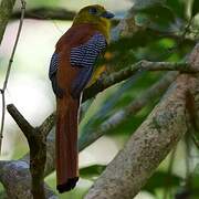 Orange-breasted Trogon