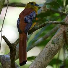 Trogon à poitrine jaune