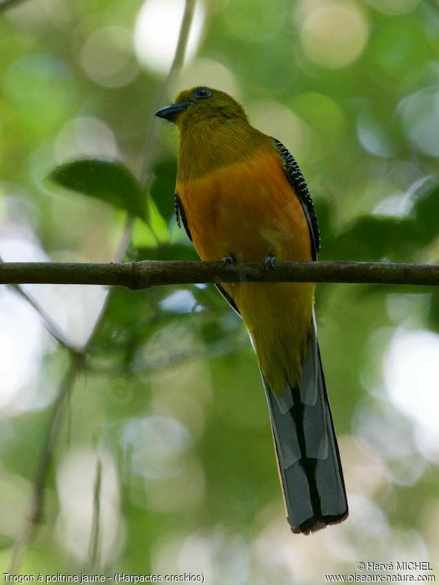 Trogon à poitrine jaune mâle adulte