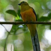 Trogon à poitrine jaune