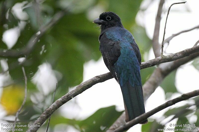 Green-backed Trogon female, identification