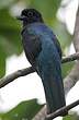 Trogon à queue blanche