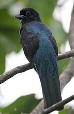 Trogon à queue blanche