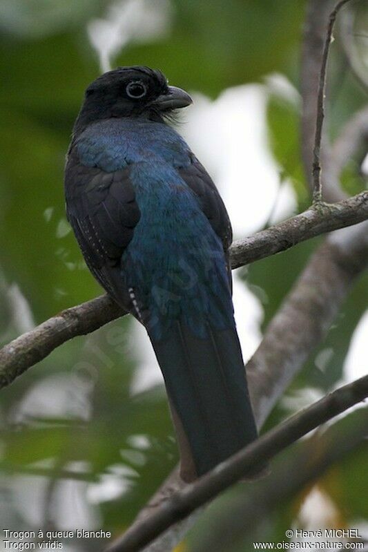 Green-backed Trogon female, identification