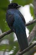 Green-backed Trogon