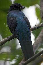 Trogon à queue blanche