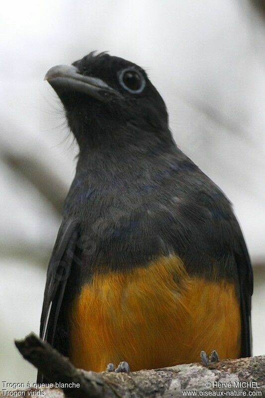 Trogon à queue blanche femelle, identification