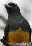 Trogon à queue blanche