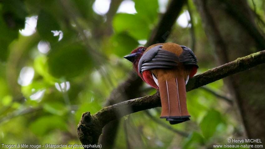 Trogon à tête rouge mâle adulte