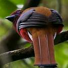 Trogon à tête rouge