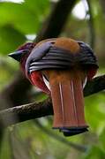 Red-headed Trogon