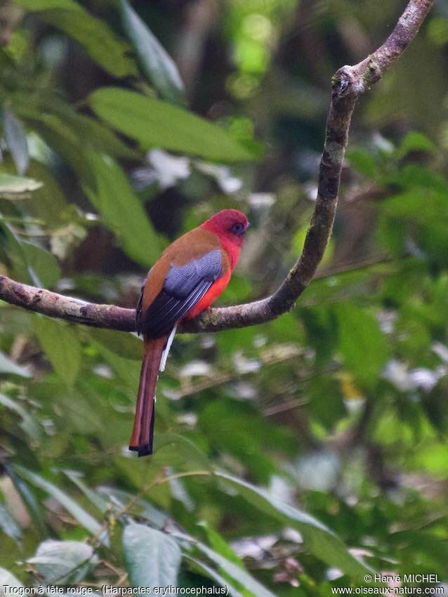 Red-headed Trogon male adult