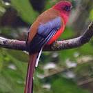 Trogon à tête rouge