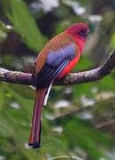 Red-headed Trogon