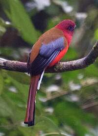 Trogon à tête rouge