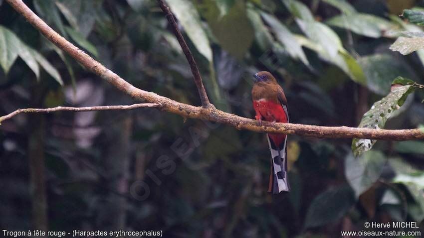 Red-headed Trogon female adult