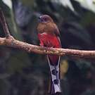 Trogon à tête rouge