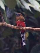 Red-headed Trogon