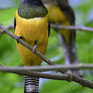 Trogon de Cabanis