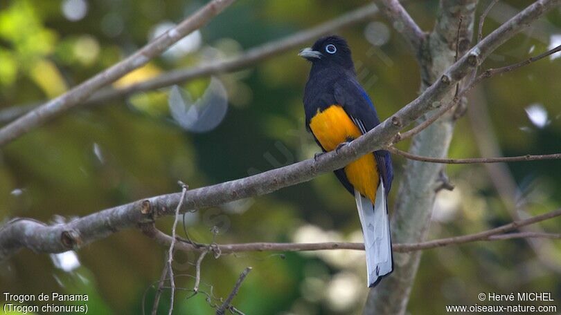 Trogon de Panama mâle adulte, identification