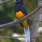 Trogon de Panama