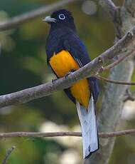 Trogon de Panama