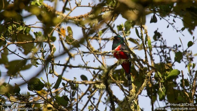 Masked Trogon