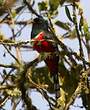 Trogon masqué