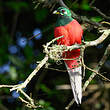 Trogon narina