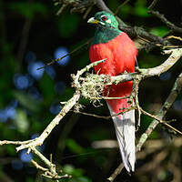 Trogon narina