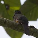 Trogon pattu