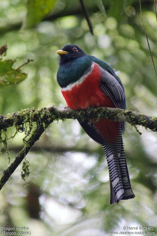 Collared Trogon