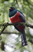 Collared Trogon