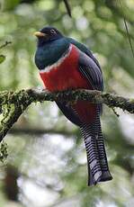 Trogon rosalba