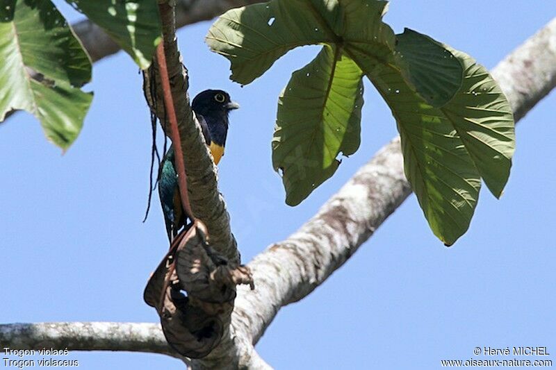 Trogon violacé mâle adulte, identification