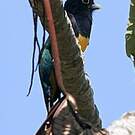 Trogon violacé