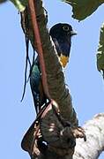 Guianan Trogon