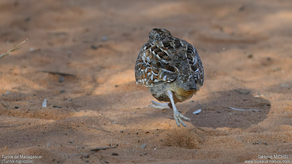 Turnix de Madagascar