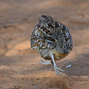 Madagascar Buttonquail