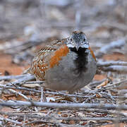 Madagascar Buttonquail