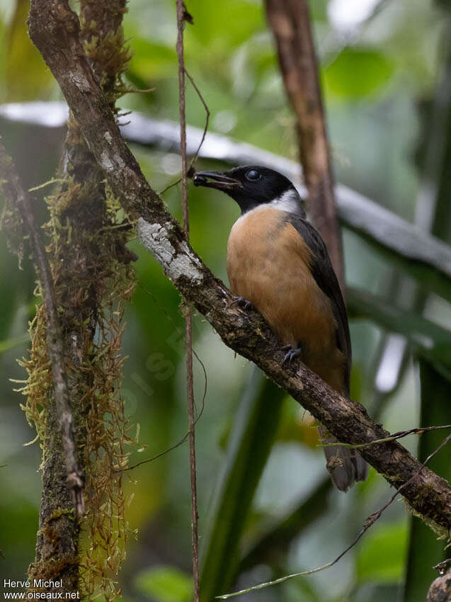 Tylas à tête noireadulte, identification