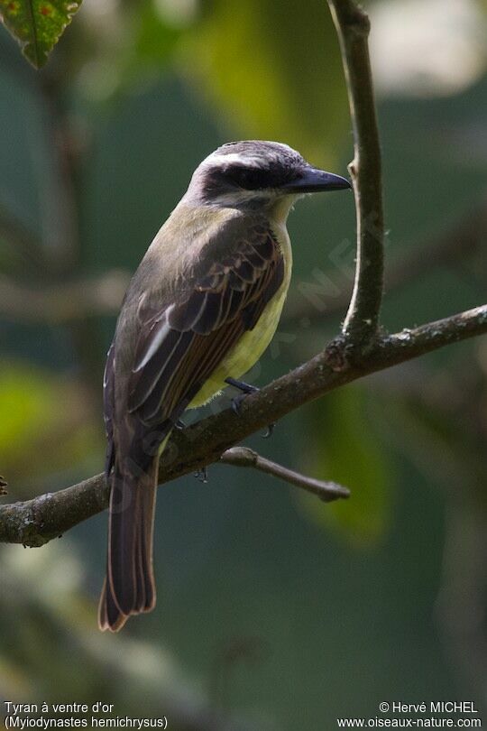 Golden-bellied Flycatcher