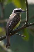 Golden-bellied Flycatcher