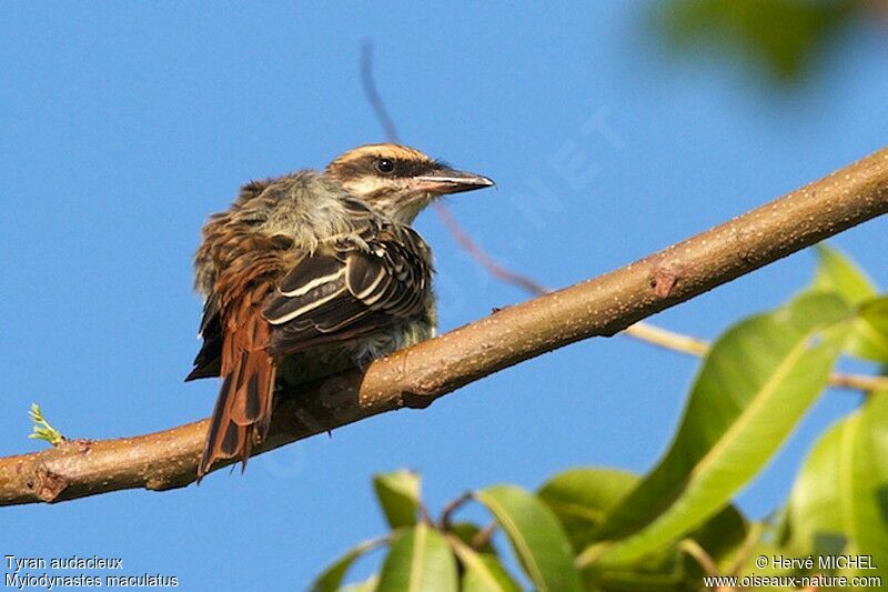 Streaked Flycatcher, identification