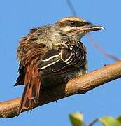 Streaked Flycatcher