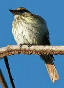 Streaked Flycatcher