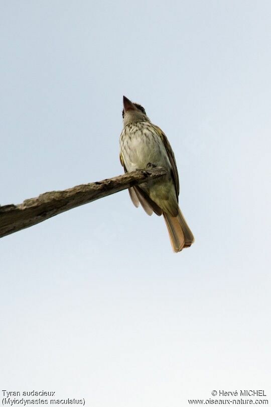 Streaked Flycatcher