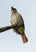 Streaked Flycatcher