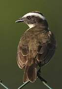 Rusty-margined Flycatcher