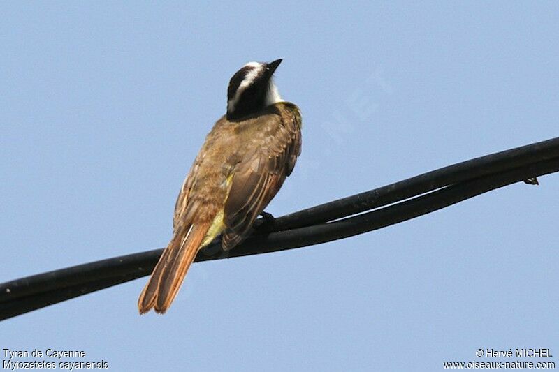 Rusty-margined Flycatcher, identification